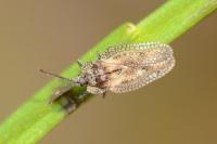 Dictyonota fuliginosa