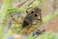 Graptopeltus lynceus