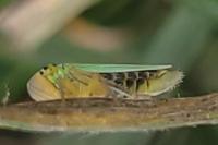 Cicadella viridis