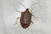 Halyomorpha halys