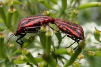 Graphosoma italicum