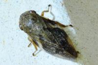 Aphrophora alni