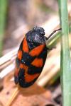 Cercopis vulnerata