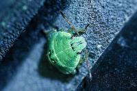 Palomena prasina
