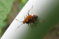 Deraeocoris ruber