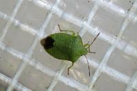 Palomena prasina