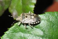 Rhaphigaster nebulosa