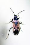 Rhyparochromus vulgaris