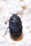 Ochetostethus