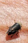 Philaenus spumarius