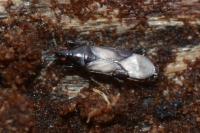 Scoloposcelis pulchella