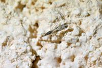 Empicoris