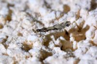 Empicoris