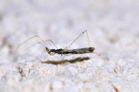 Empicoris