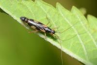 Teratocoris antennatus