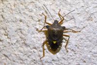Pentatoma rufipes