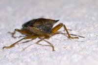 Pentatoma rufipes