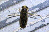 Sigara falleni