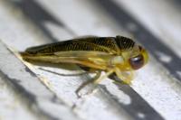 Sigara falleni