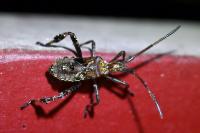 Leptoglossus occidentalis