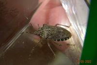 Halyomorpha halys
