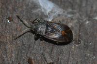 Drymus ryeii