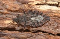 Aradus betulae