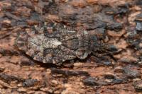 Aradus betulae