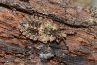 Aradus betulae