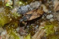 Pachybrachius fracticollis