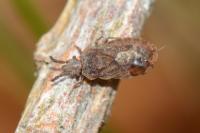 Aradus cinnamomeus