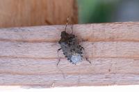 Rhaphigaster nebulosa