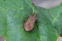 Coreus marginatus