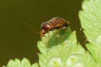 Monalocoris filicis