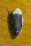 Philaenus spumarius