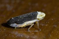 Philaenus spumarius