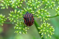Graphosoma italicum