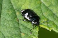 Tritomegas bicolor