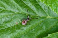 Coreus marginatus