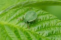 Palomena prasina