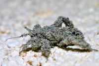 Reduvius personatus