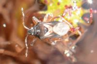 Hebrus pusillus