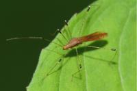 Metatropis rufescens