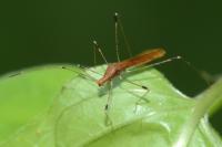 Metatropis rufescens