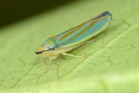 Graphocephala fennahi