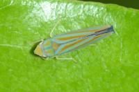 Graphocephala fennahi