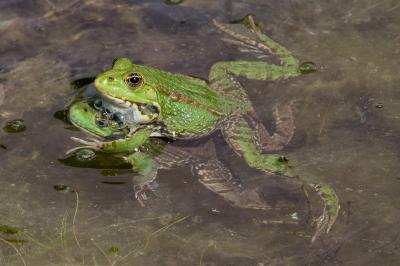 Pelophylax kl. esculentus