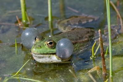 Grenouille verte 