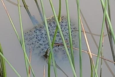 Grenouille agile 