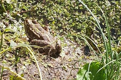 Grenouille verte 